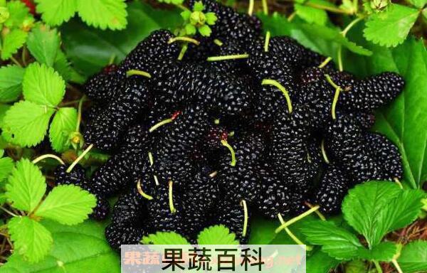白桑葚与黑桑葚的区别 吃桑葚的好处