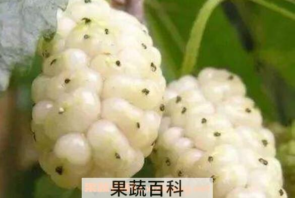 白桑葚与黑桑葚的区别 吃桑葚的好处