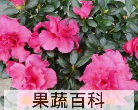 果蔬百科比利时杜鹃