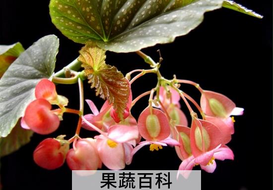 果蔬百科竹节海棠的养殖方法