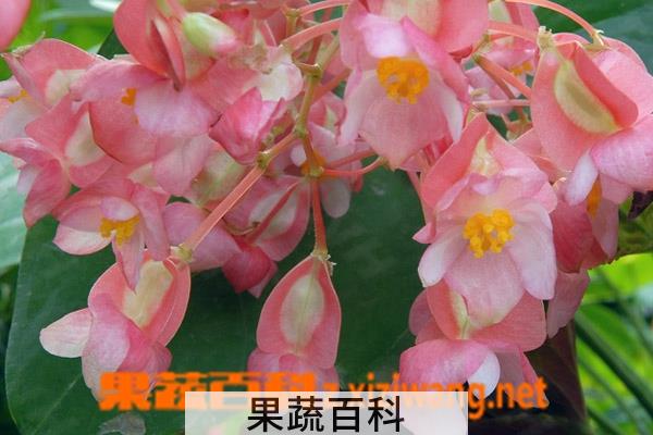 果蔬百科竹节海棠