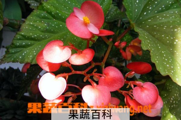 果蔬百科竹节海棠