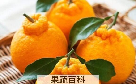 粑粑柑皮的功效与作用