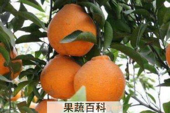 粑粑柑皮的功效与作用