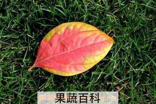 柿子叶