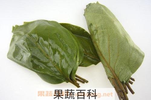 柿子叶