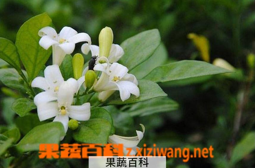 果蔬百科米兰花的养殖方法和注意事项
