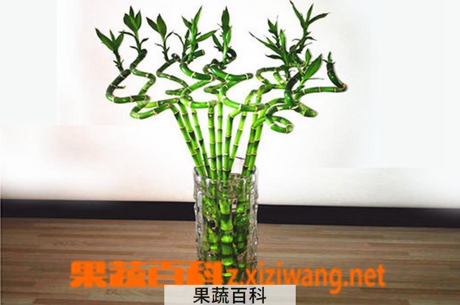 果蔬百科转运竹的养殖方法和注意事项