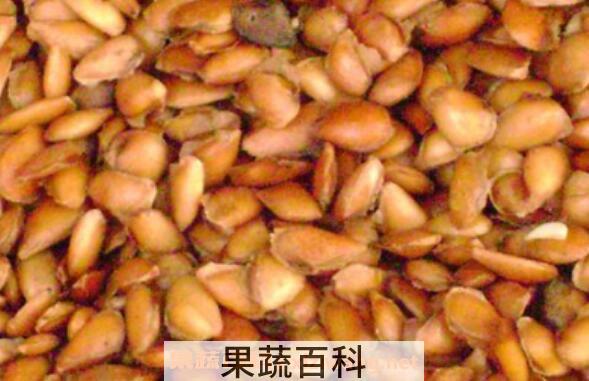 香铃子泡水有什么用 香椿籽泡水的副作用