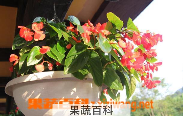 果蔬百科如何养好海棠花 海棠花的养殖方法技巧