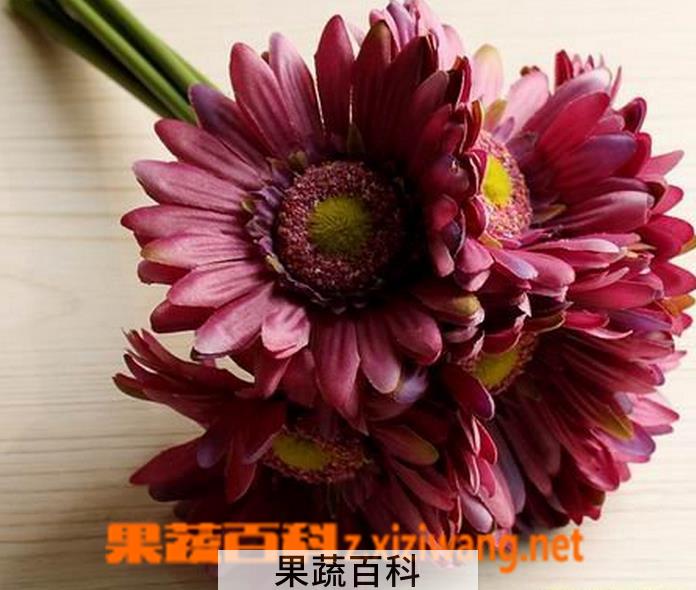 果蔬百科非洲菊(扶郎花)的养殖养护方法