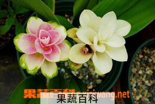 果蔬百科盆栽姜荷花怎么养