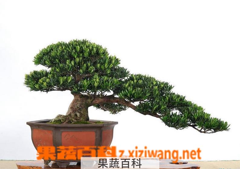 果蔬百科罗汉松的繁殖方法