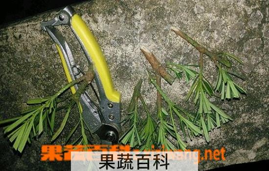 果蔬百科罗汉松插条图（一）