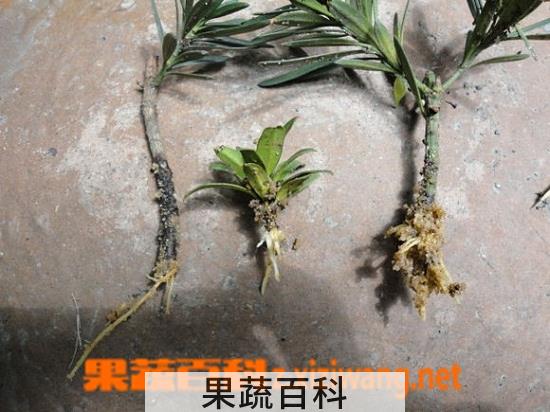 果蔬百科罗汉松怎样扦插图（二）