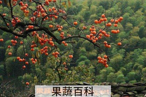 柿子