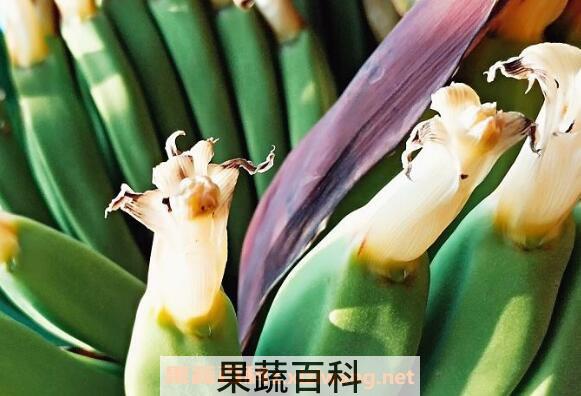 香蕉花蕾的功效与作用 香蕉花蕾的禁忌