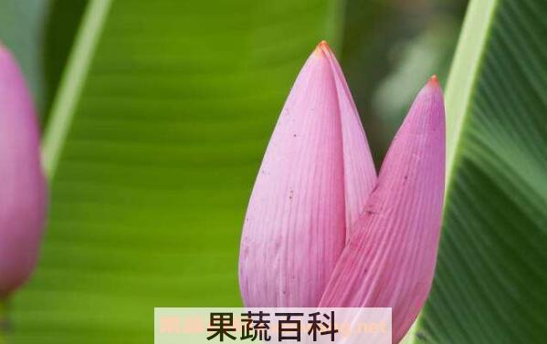 香蕉花蕾的功效与作用 香蕉花蕾的禁忌