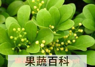 果蔬百科米兰花的繁殖方法