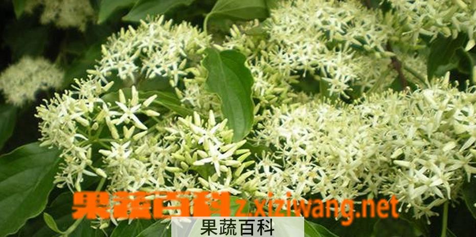 果蔬百科夜来香扦插繁殖方法