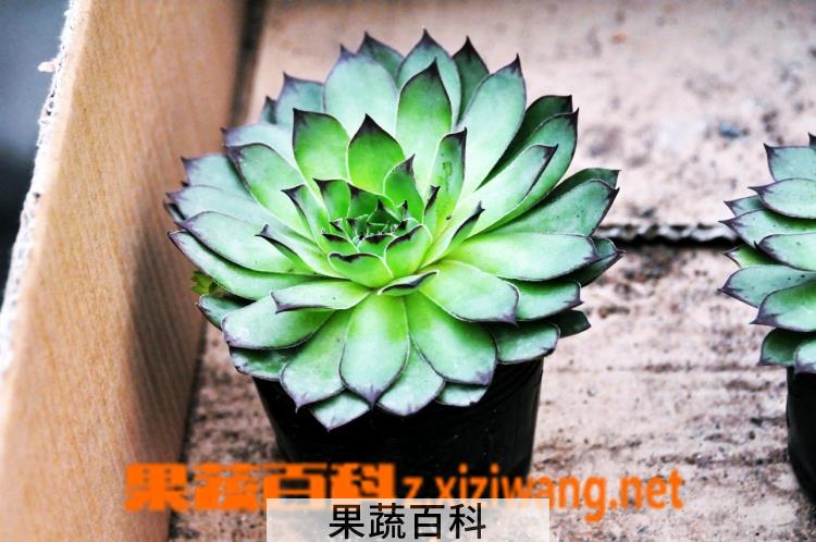 果蔬百科景天科观音莲有毒吗 景天科观音莲的繁殖方法