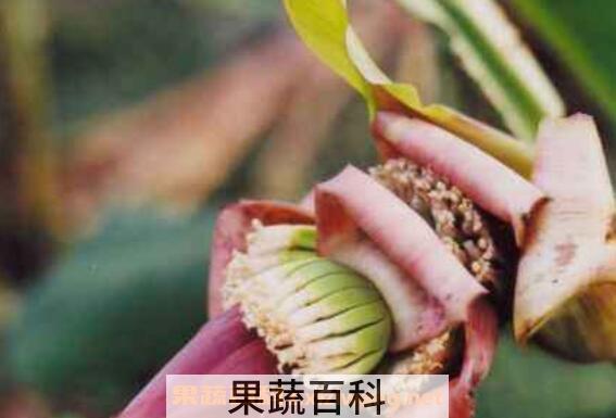 香蕉花泡水功效与作用