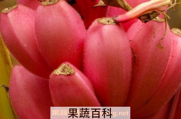 红芭蕉的功效与作用