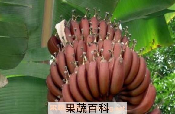 红芭蕉的功效与作用