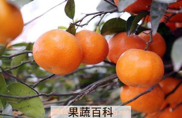 小红柑的功效与作用 小红柑的禁忌