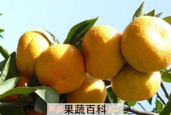 小红柑的功效与作用 小红柑的禁忌