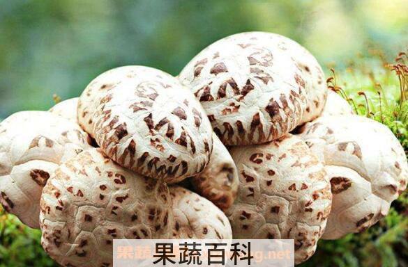 香菌的功效与作用 香菌怎么吃