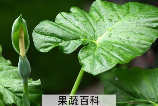 果蔬百科滴水观音烂根的处理方法