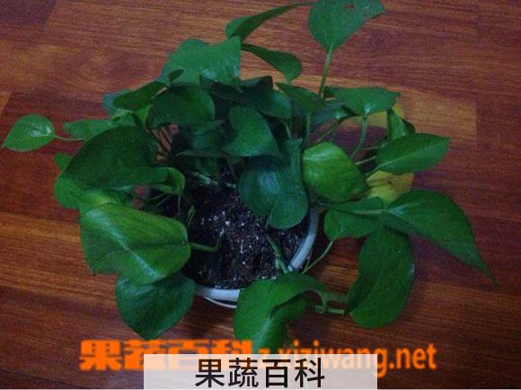果蔬百科土培绿萝烂根怎么办