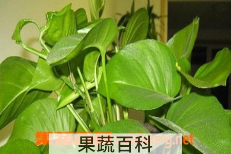 果蔬百科绿萝的图片