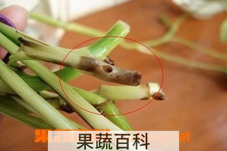 果蔬百科绿萝烂根