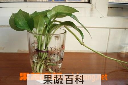 果蔬百科水培绿萝烂根