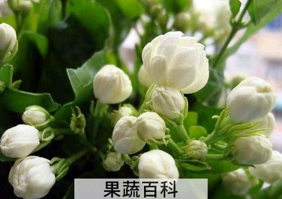果蔬百科茉莉花怎么繁殖扦插