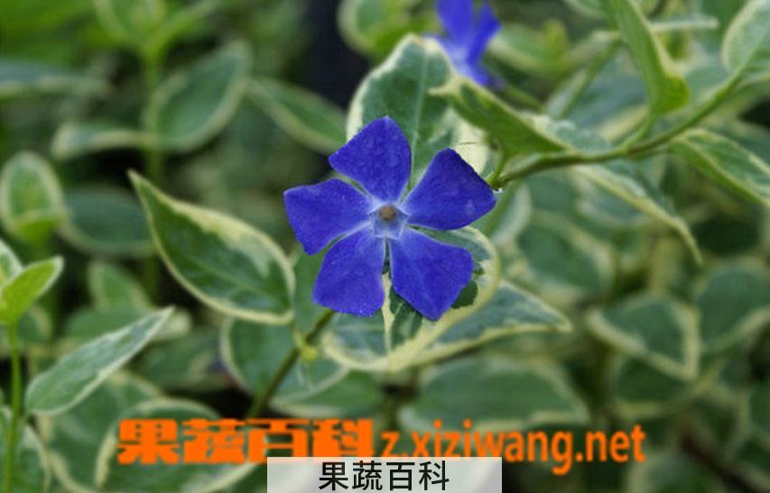 果蔬百科花叶蔓长春的扦插方法