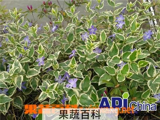 果蔬百科花叶蔓长春花