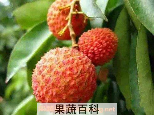 荔枝皮