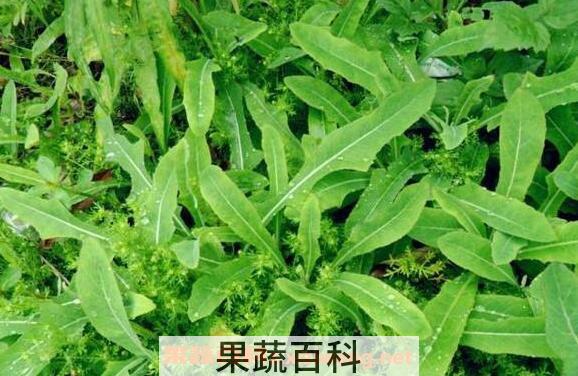 苦菜泡水喝的功效与作用 苦菜泡水喝的副作用