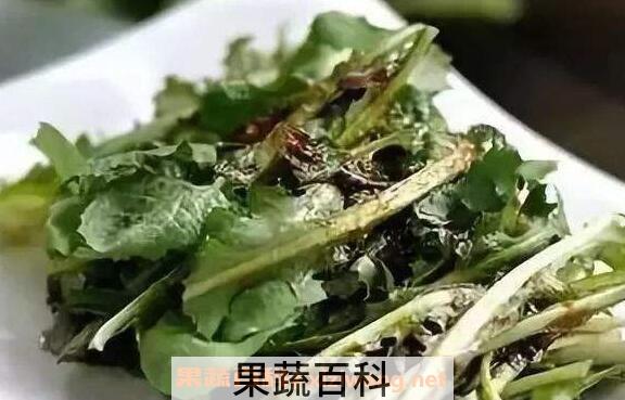 苦菜泡水喝的功效与作用 苦菜泡水喝的副作用