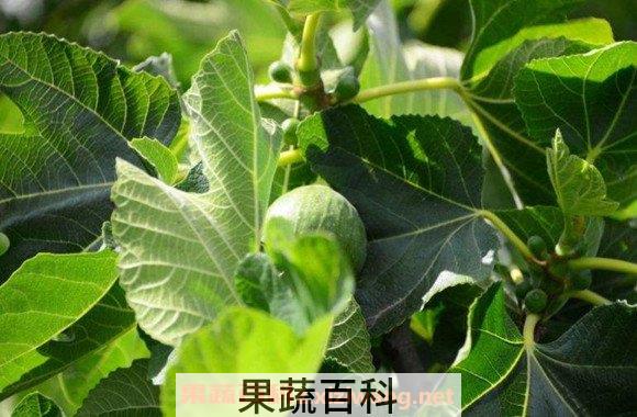 无花果叶