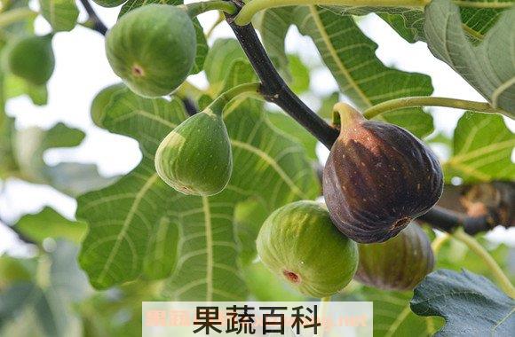 无花果叶