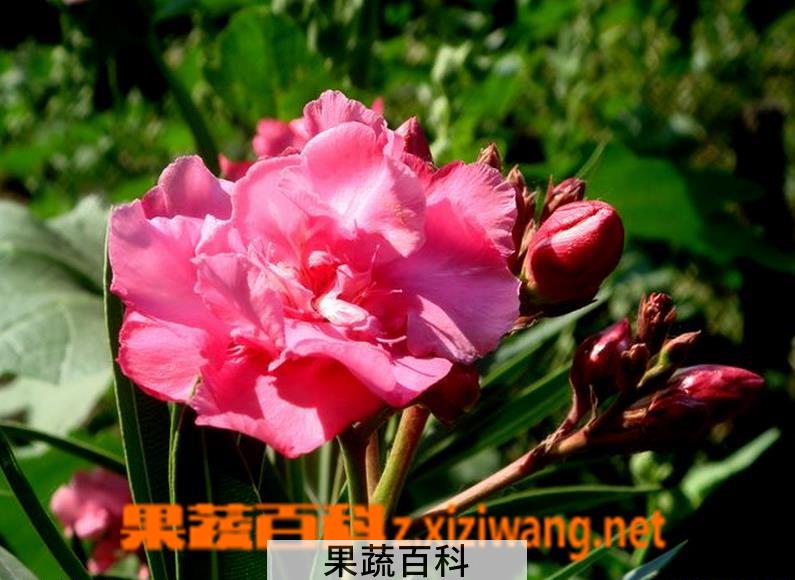果蔬百科夹竹桃图片 夹竹桃有毒吗