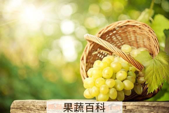 葡萄籽