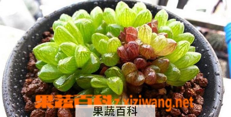 果蔬百科多肉植物冰灯玉露养殖方法