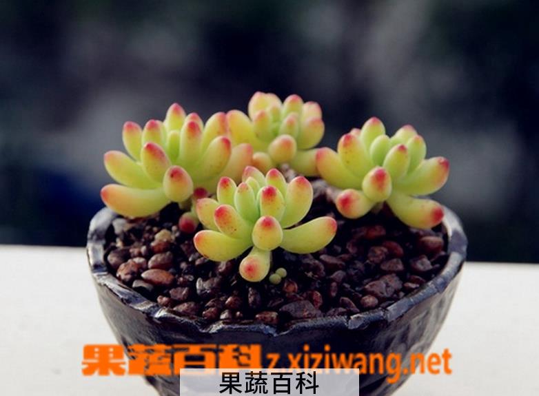 果蔬百科多肉植物八千代养殖方法