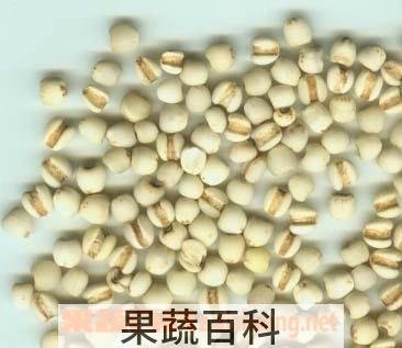 果蔬百科薏仁