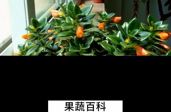 果蔬百科金鱼吊兰掉叶子怎么办
